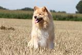 CHIEN FINNOIS DE LAPONIE 701